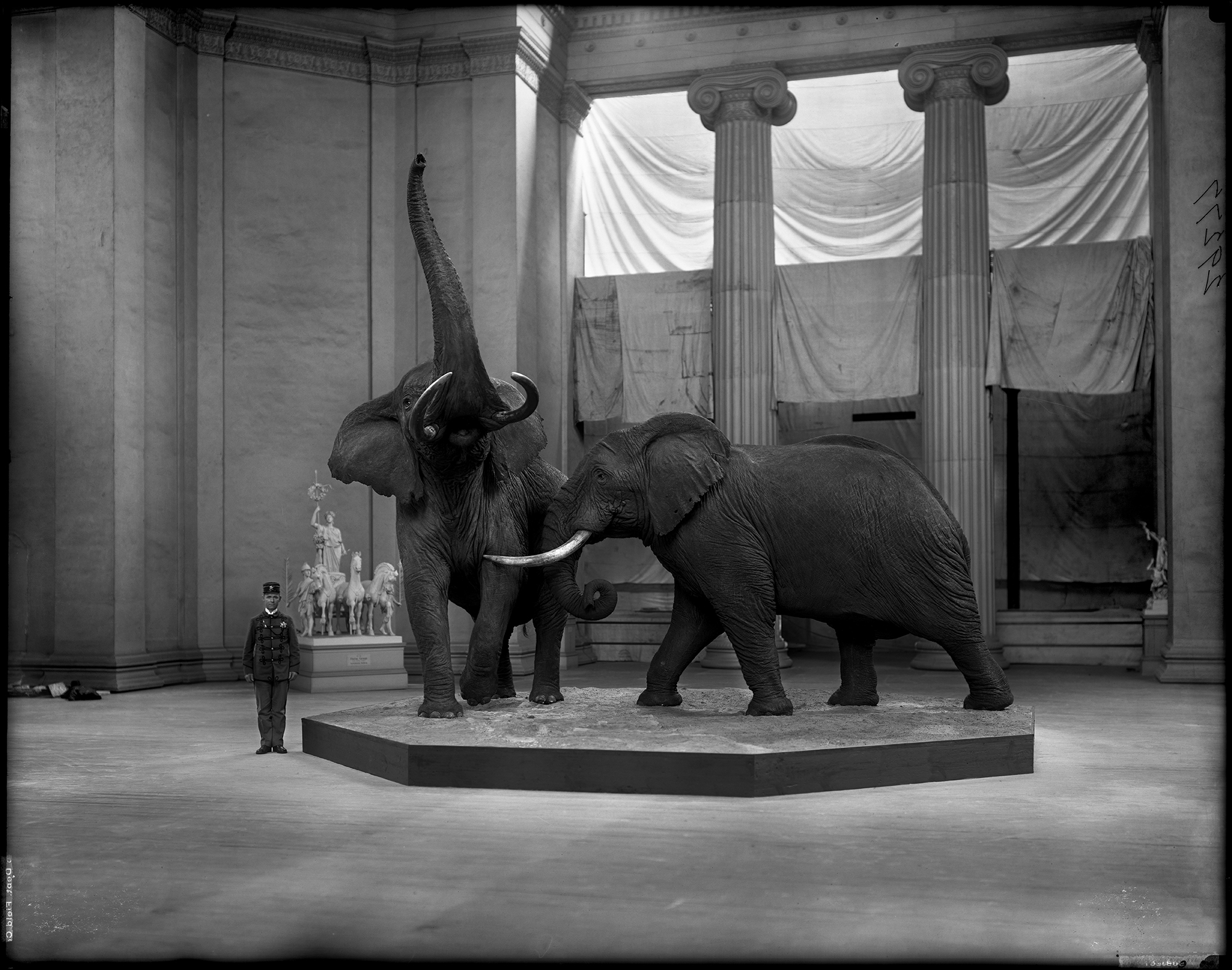 Two African elephants (group taxidermy). Security guard in uniform stands on left side. Background shows columns draped with large white sheets. White plaster miniature sculpture from the World's Columbian Exposition, "Harvest," by Mr. M. A. Waagen. Columbian Rotunda of Field Columbian Museum, Jackson Park, Chicago. Taxidermy by Carl Akeley. Left elephants with two tusks has trunk raised; right elephant has one tusk.